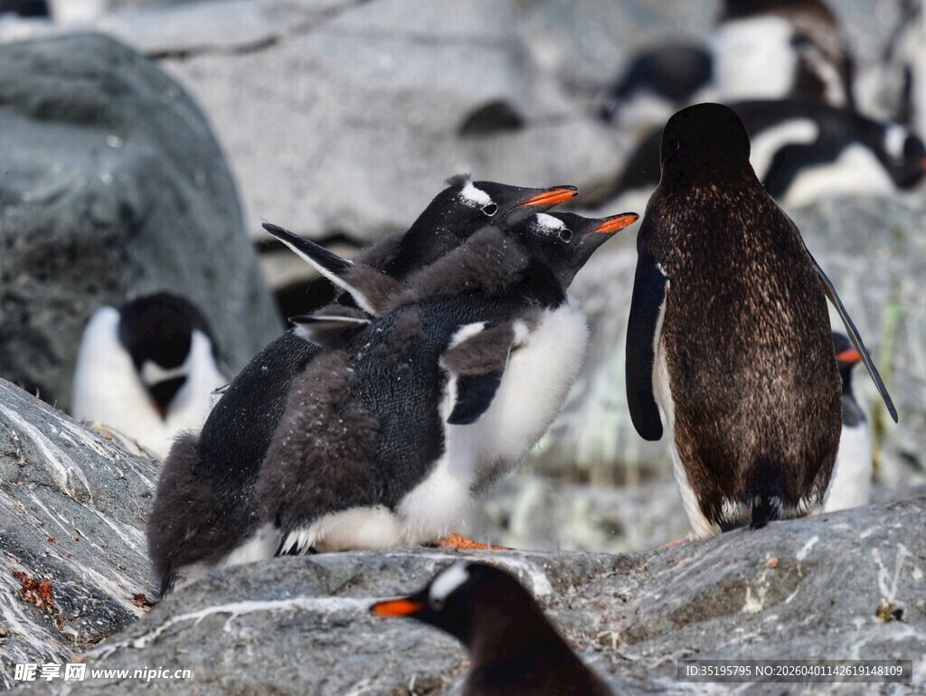 岩石上的一群企鹅