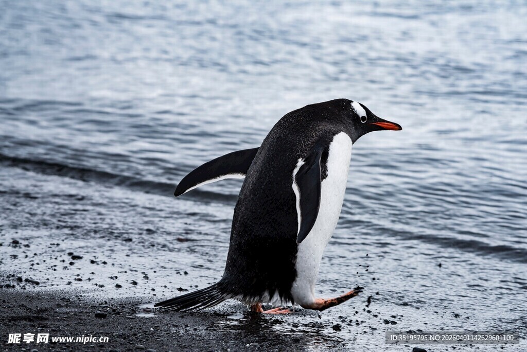 海滩上行走的一只企鹅