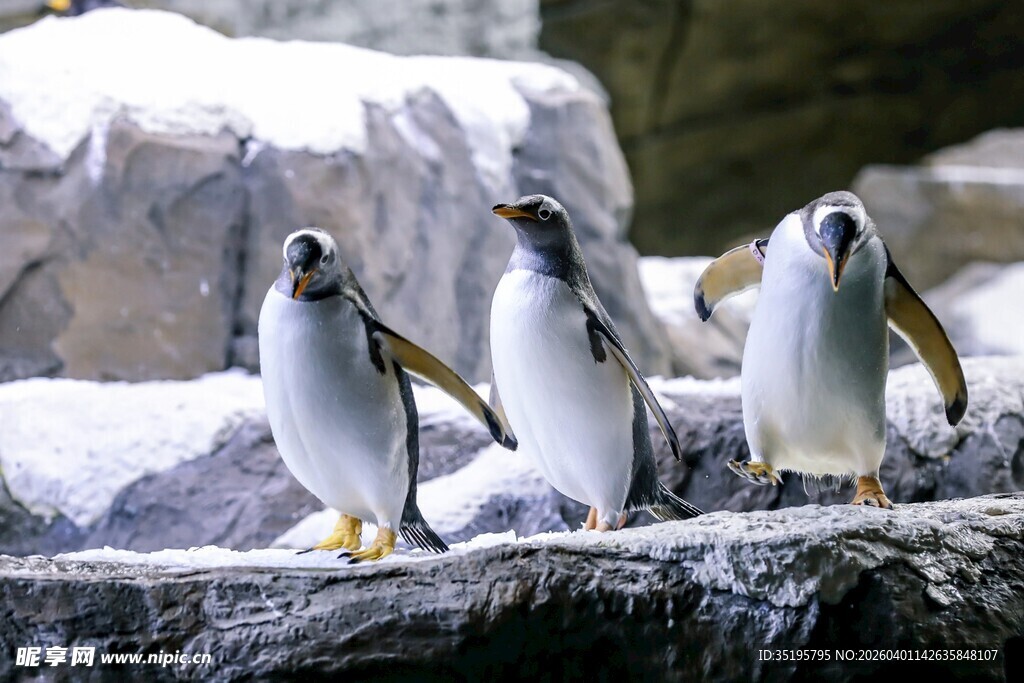 三只企鹅站在冰雪岩石上