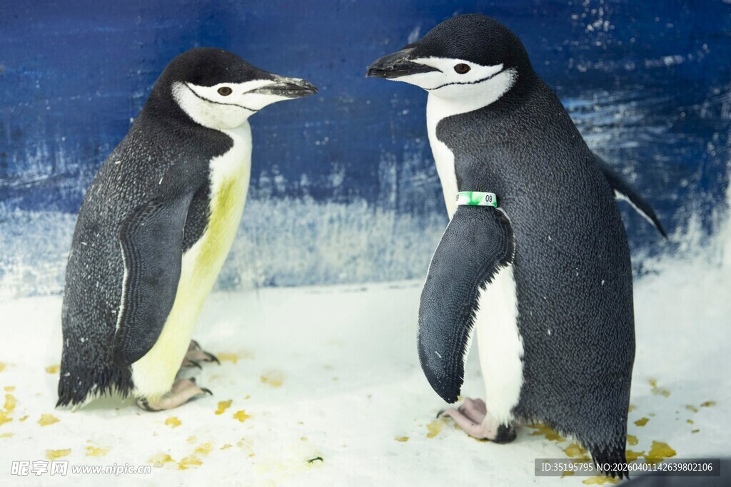 雪地中的两只亲昵企鹅