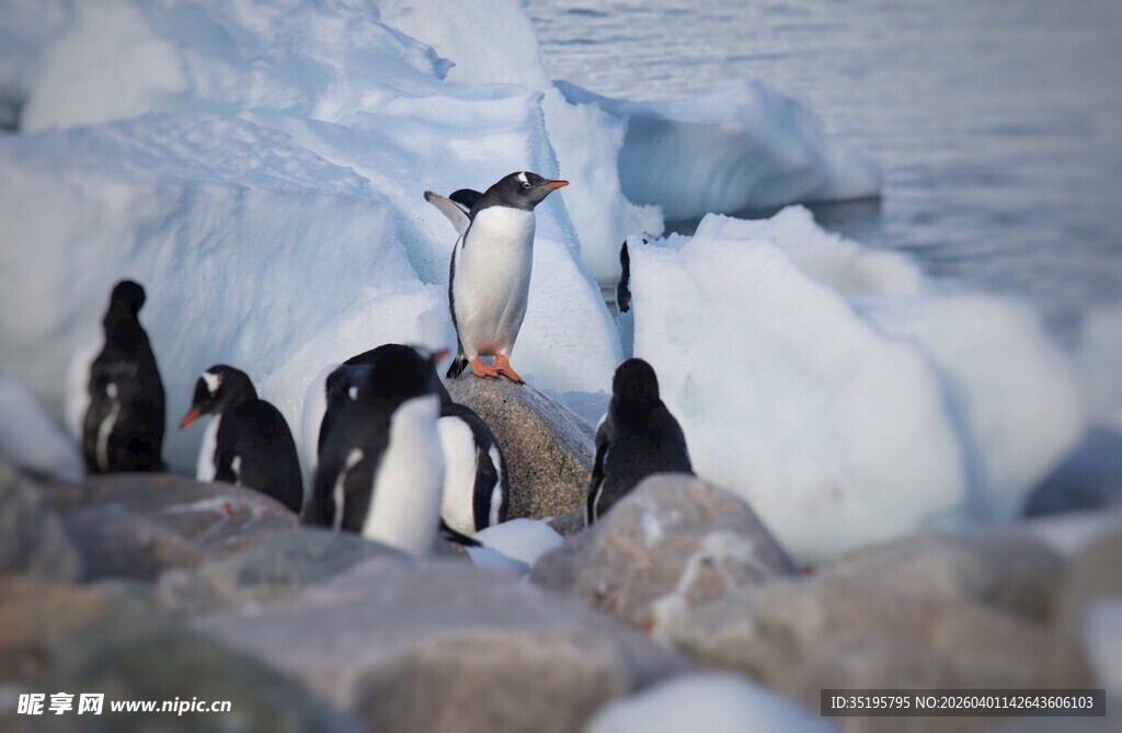 企鹅群立于冰雪岩石间