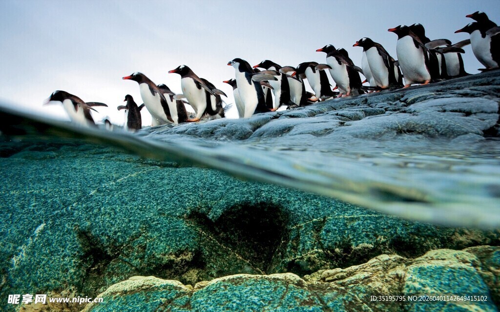 企鹅水下队列壮观景象