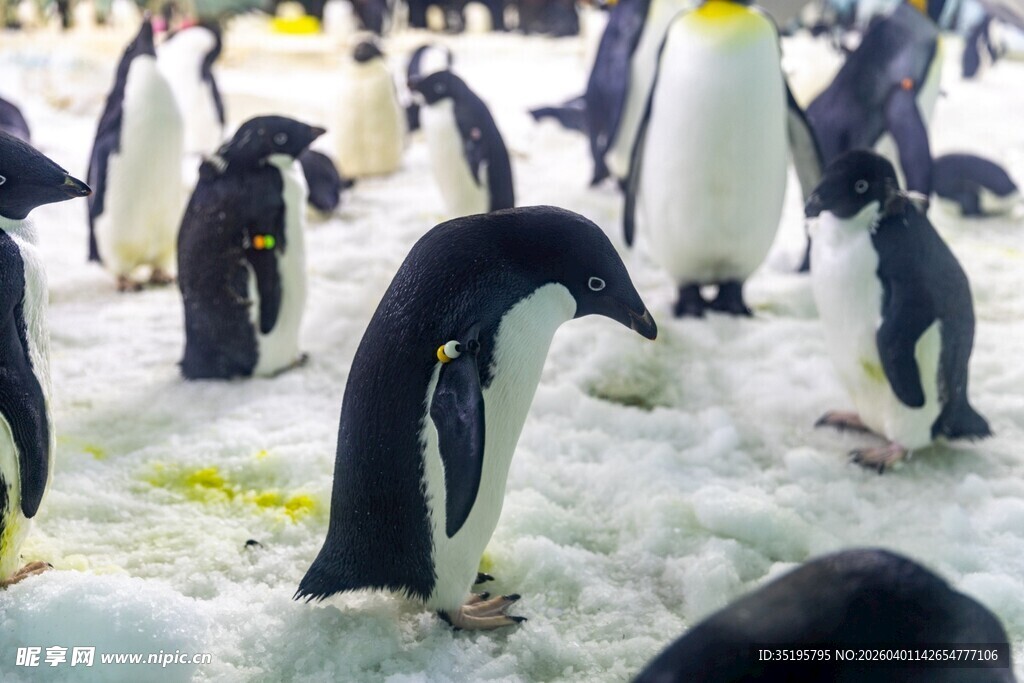 南极企鹅群在冰雪中活动