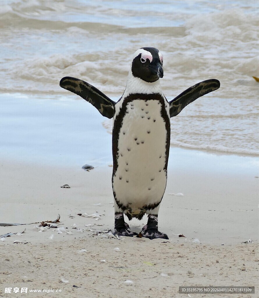 沙滩上张开双臂的小企鹅