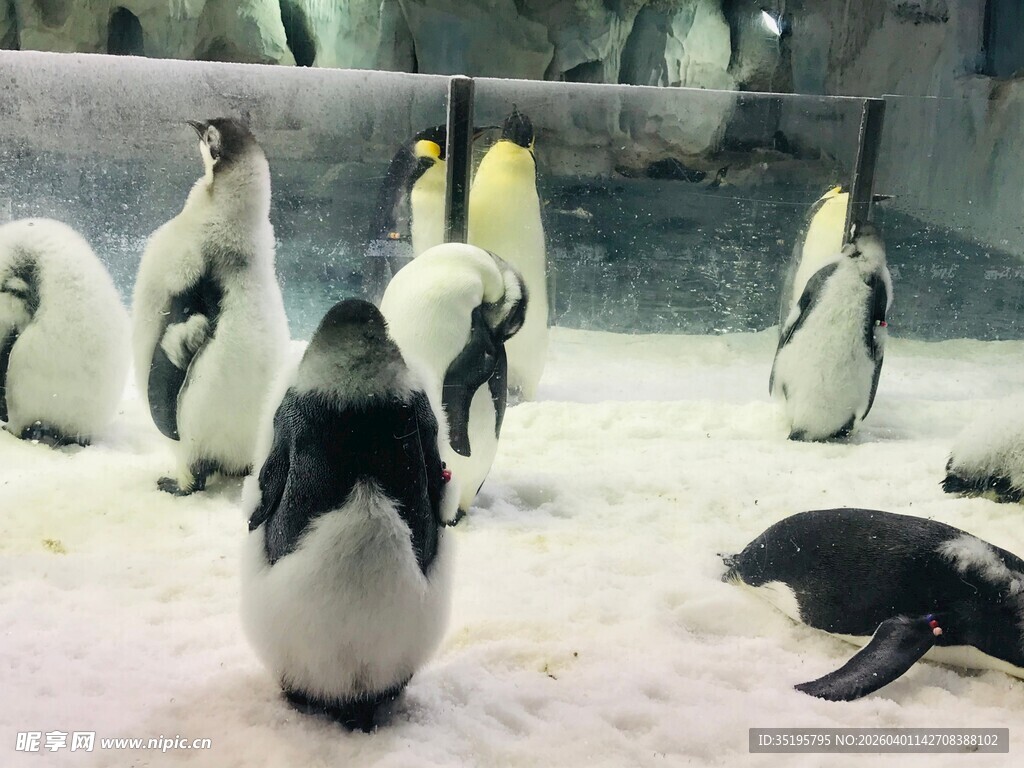 一群企鹅在雪地活动