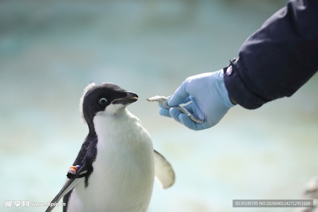 人与企鹅的亲密互动瞬间