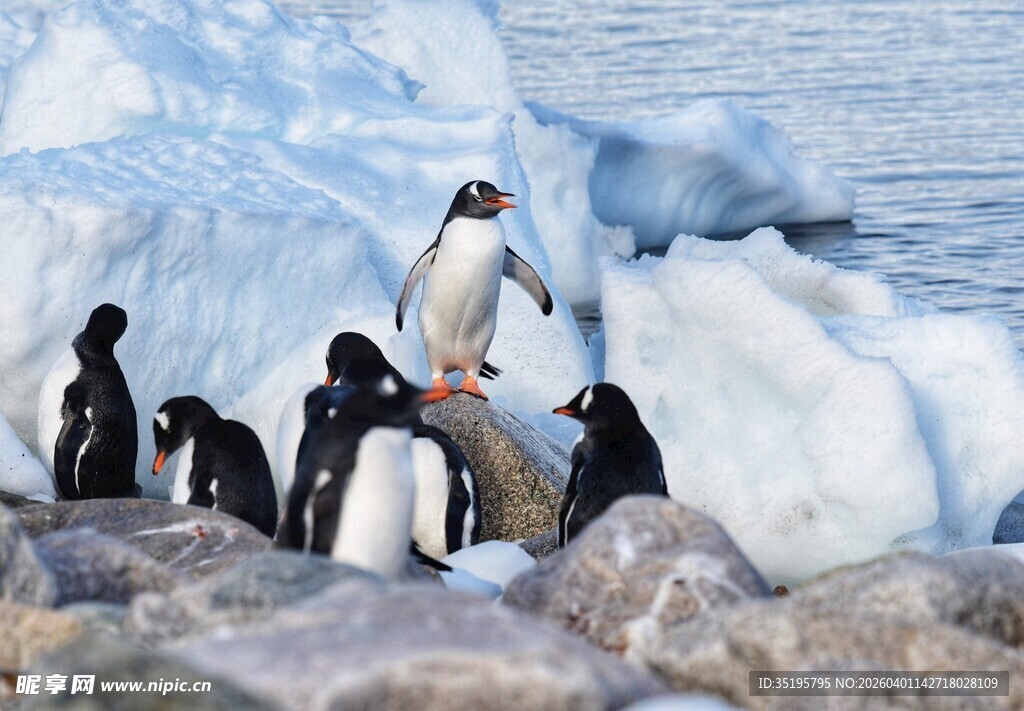 企鹅群立于冰川岩石间
