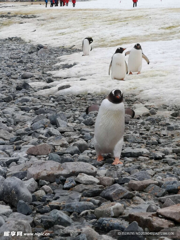 企鹅漫步于石滩间