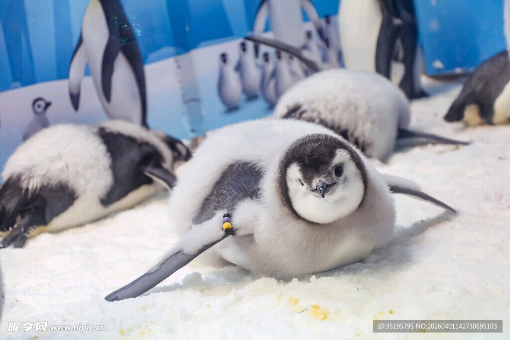 可爱企鹅群在雪地休憩