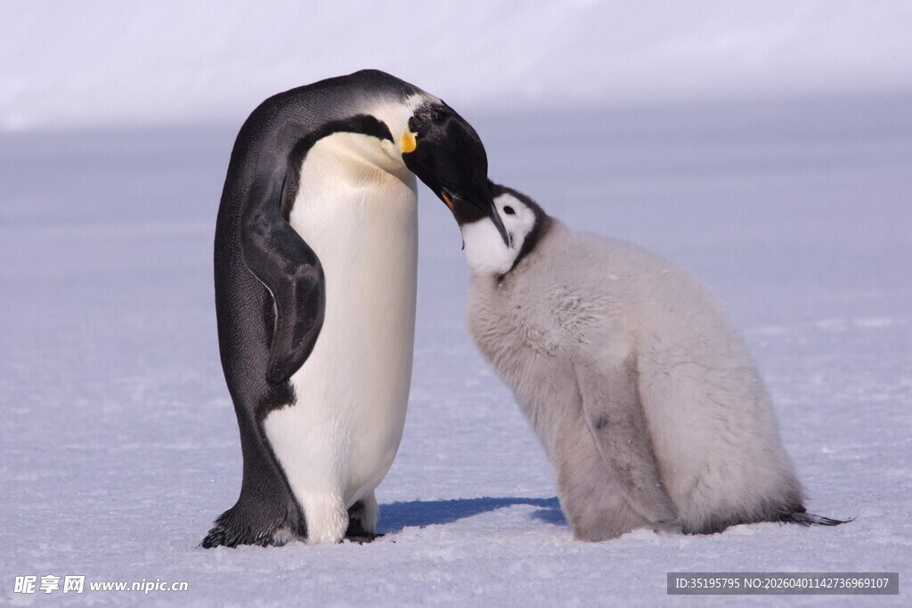 企鹅亲昵互动于冰雪世界