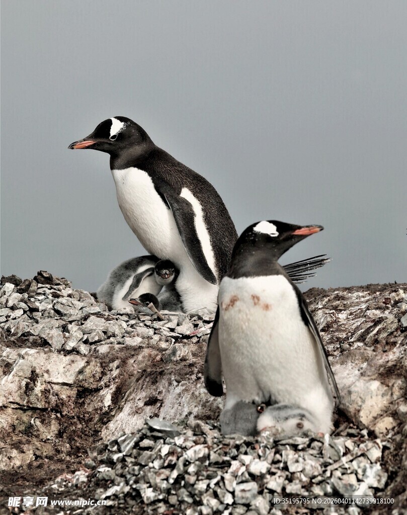 岩石上的两只可爱企鹅