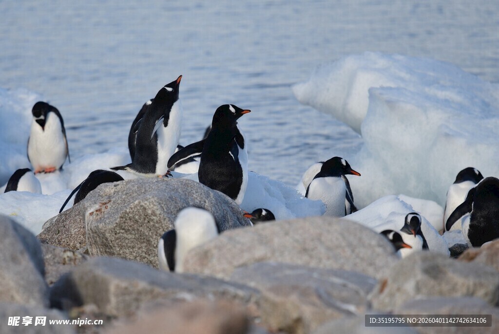 冰岸企鹅群