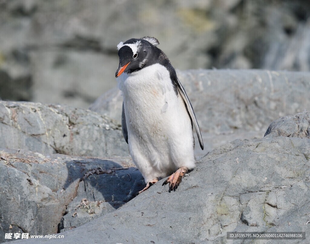 岩石上的巴布亚企鹅