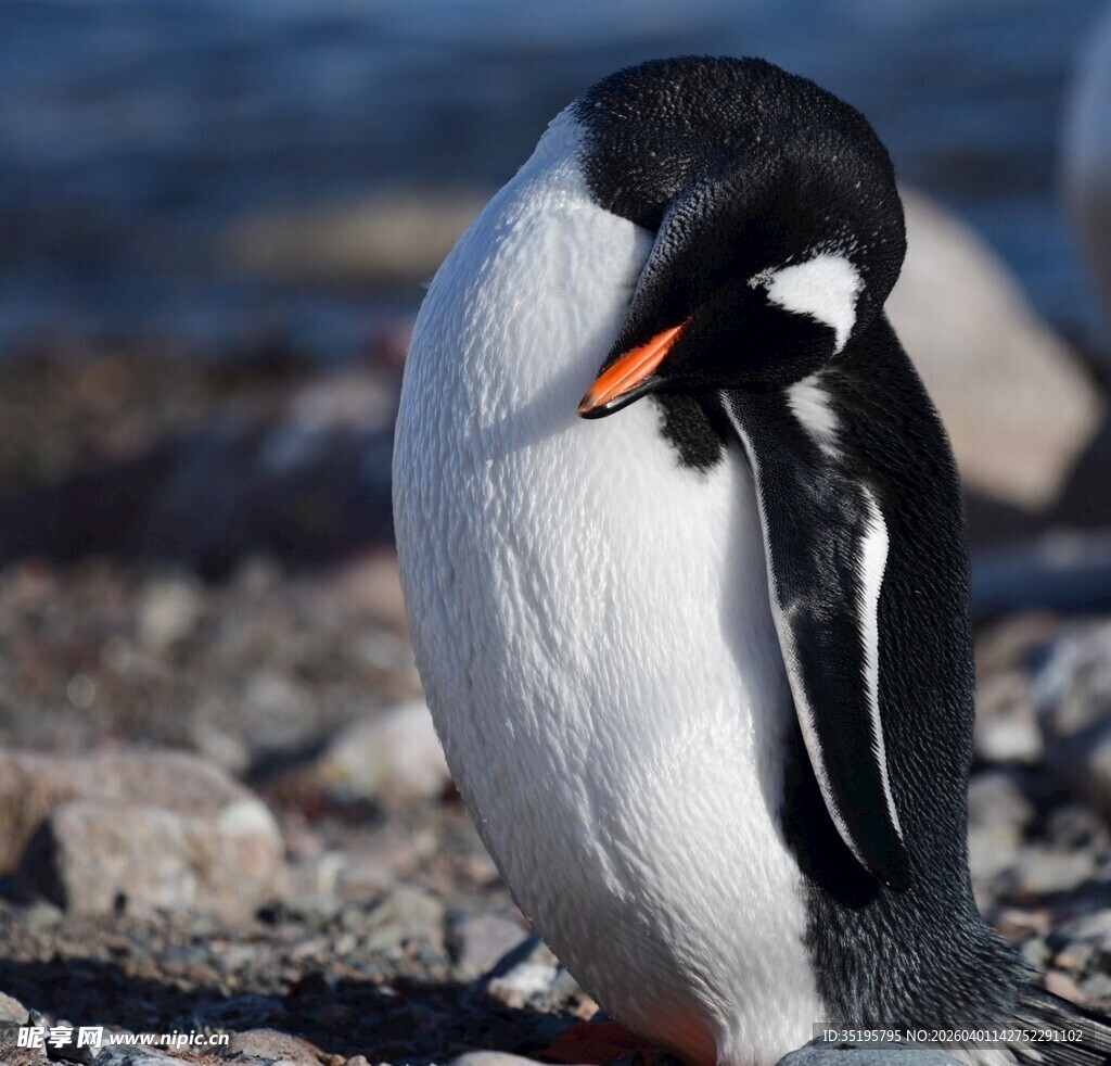 企鹅岸边自我梳理羽毛