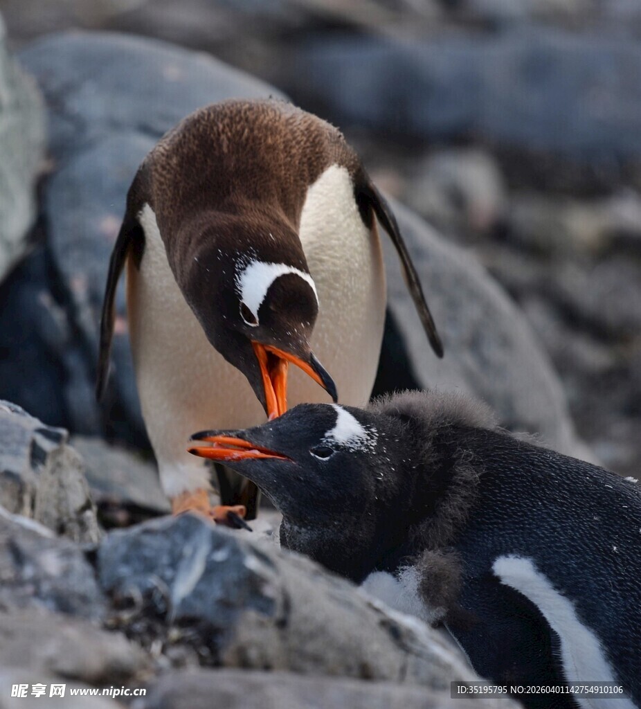企鹅亲昵互动瞬间