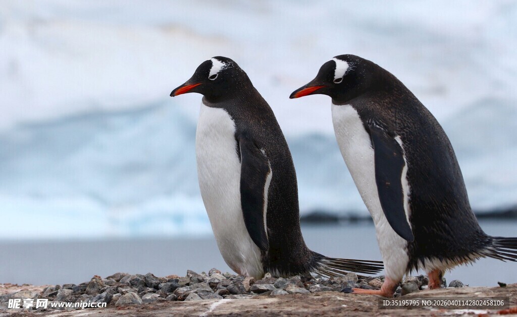 岸边双企鹅
