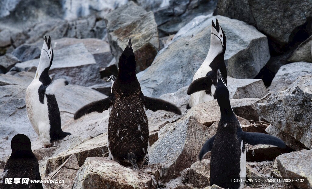 岩石上的企鹅群