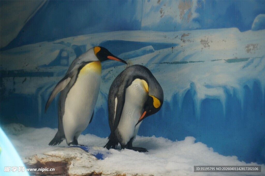 两只企鹅在雪地互动