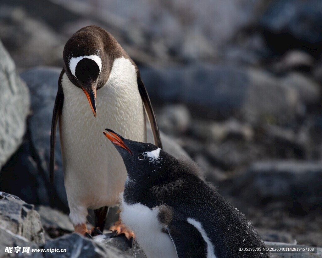 两只企鹅亲昵互动场景