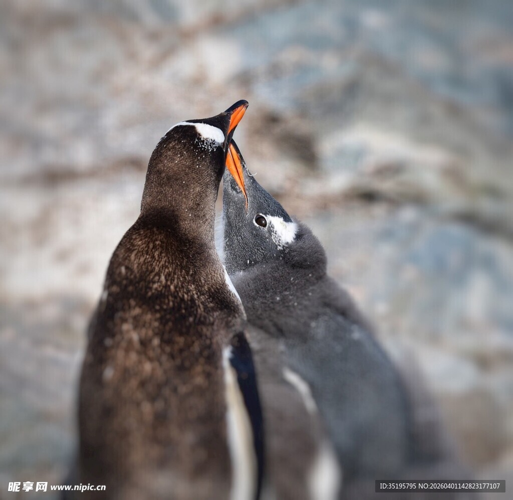 亲昵企鹅互动瞬间