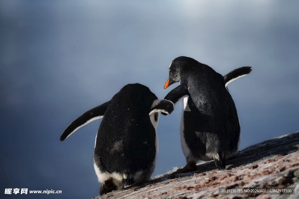 两只企鹅站在岩石上