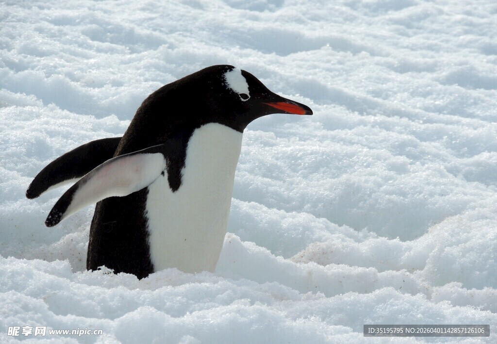 雪地中的巴布亚企鹅