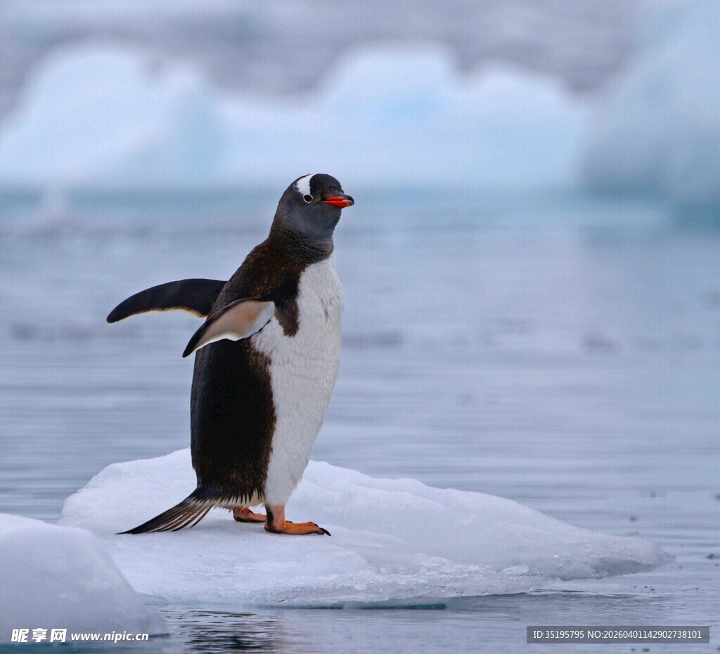 冰上企鹅展翅