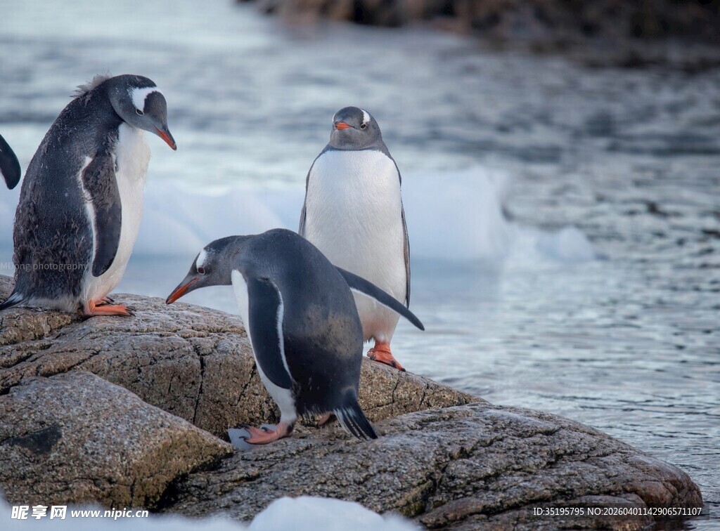 岩石上的企鹅群