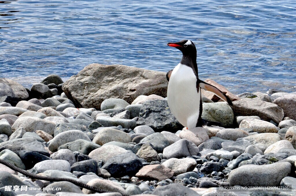 岩石上的黑白企鹅