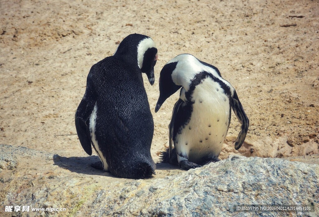 两只企鹅坐于岩石上