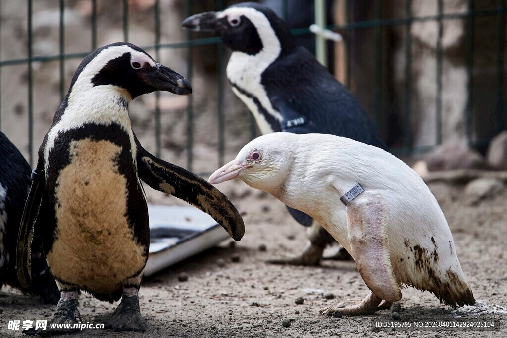 企鹅与狗互动的有趣瞬间
