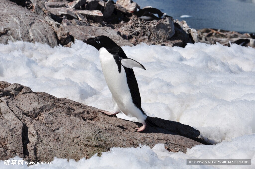 岩石上的孤独企鹅