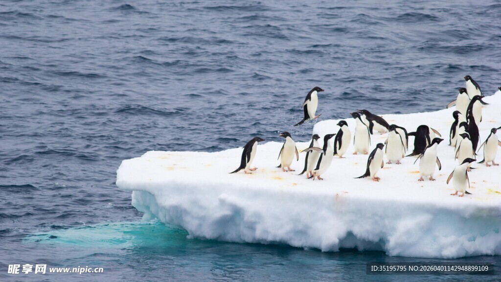 冰山上的企鹅群