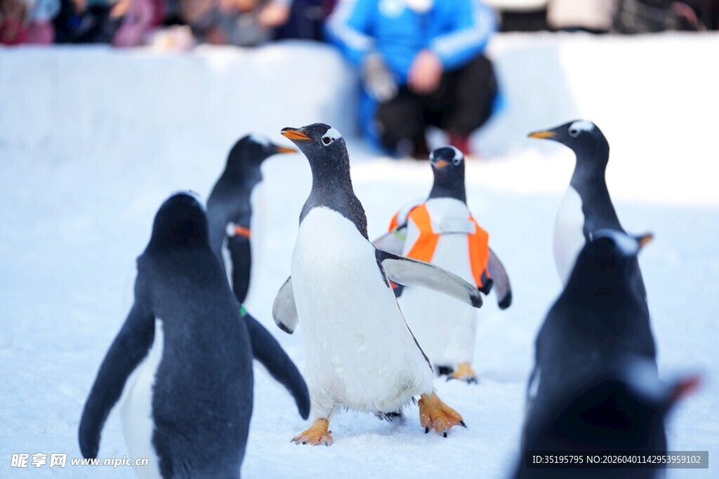 企鹅群在雪地中漫步