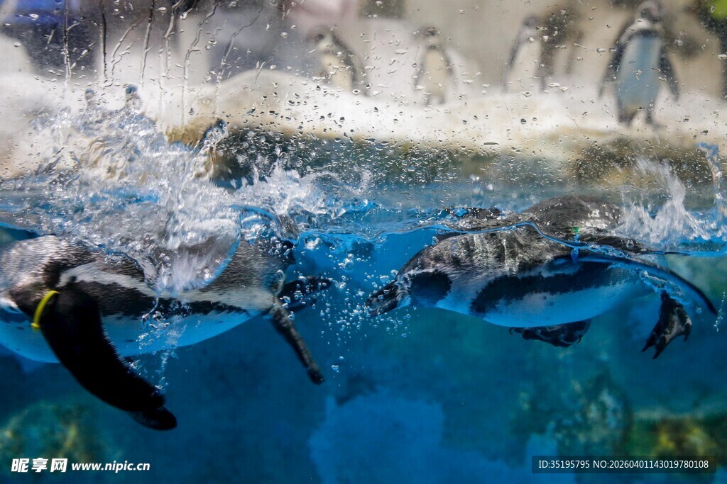 企鹅在水中欢快畅游