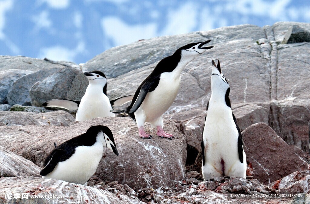 岩石上的几只可爱企鹅
