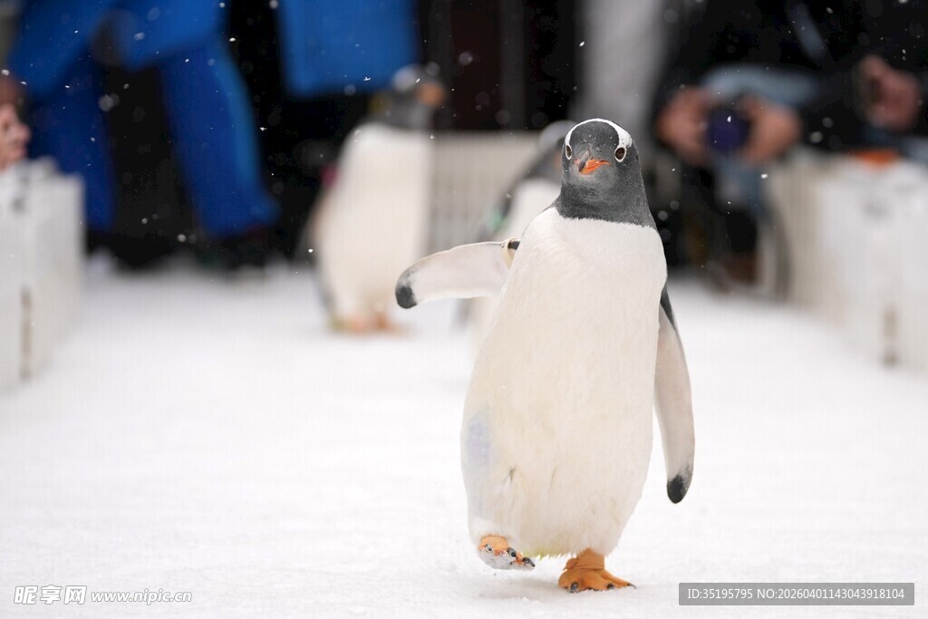 雪地中行走的可爱企鹅