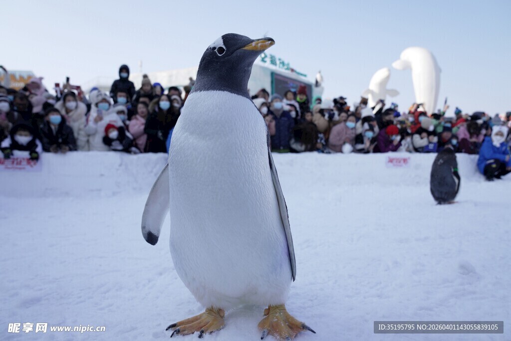 雪地中站立的可爱企鹅