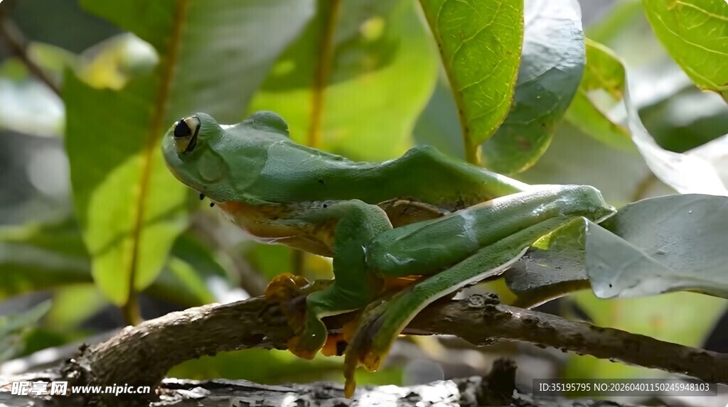 树枝上的绿色青蛙
