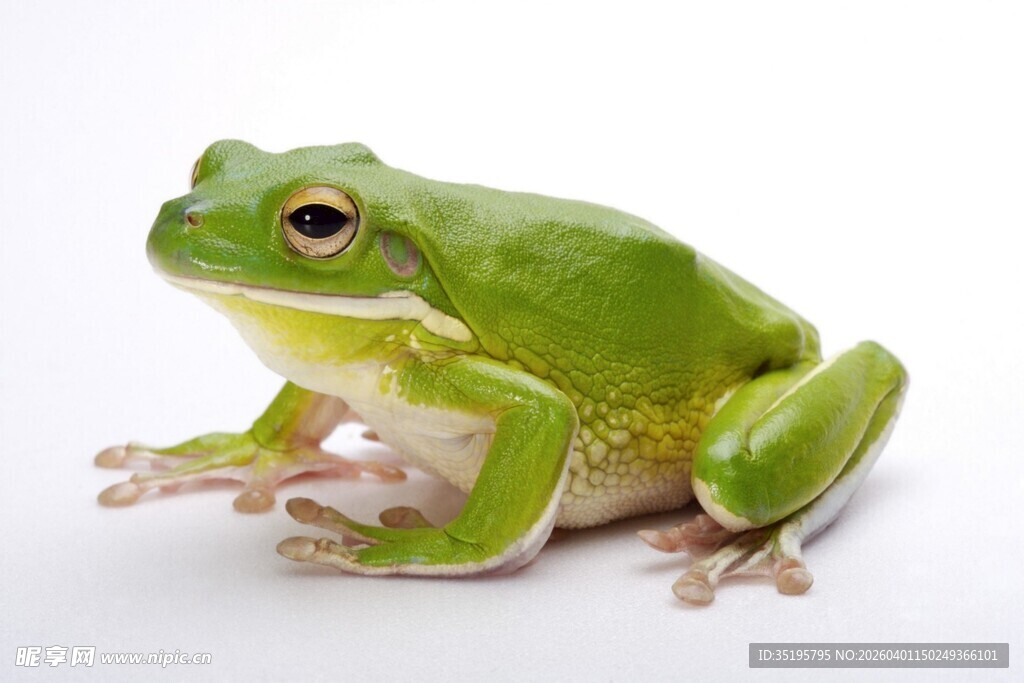 绿色青蛙特写