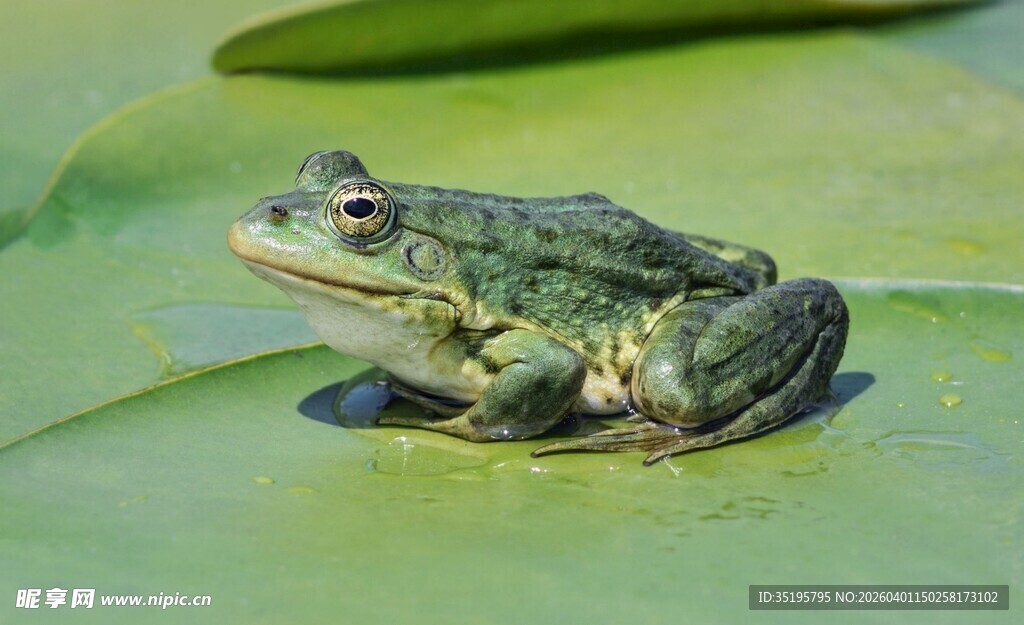 荷叶上的青蛙