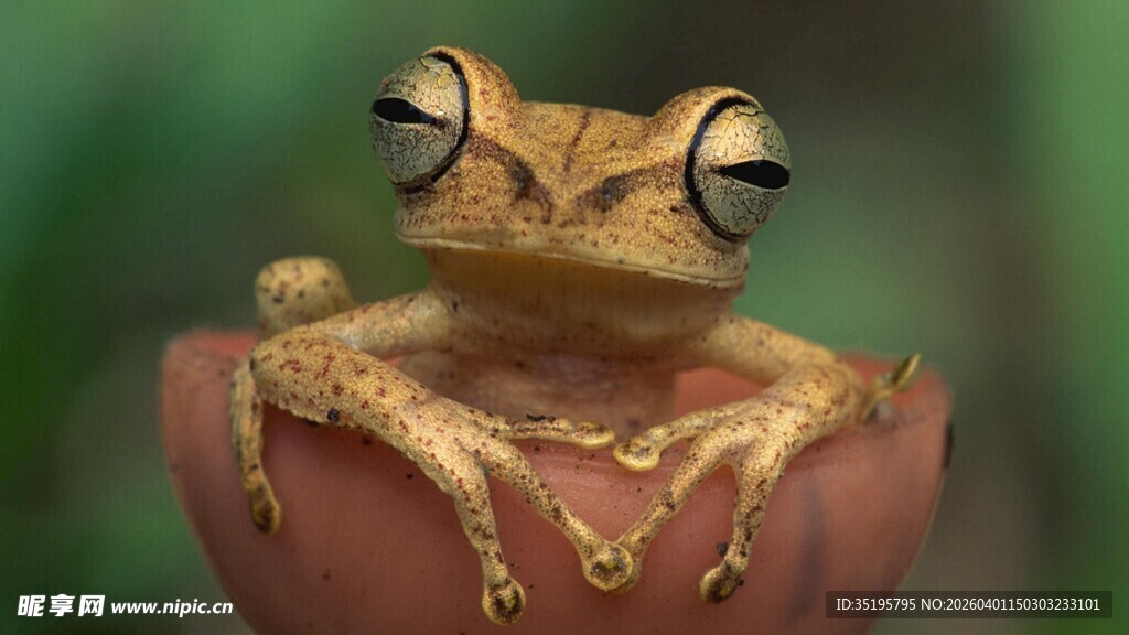 金色青蛙栖息于物体上