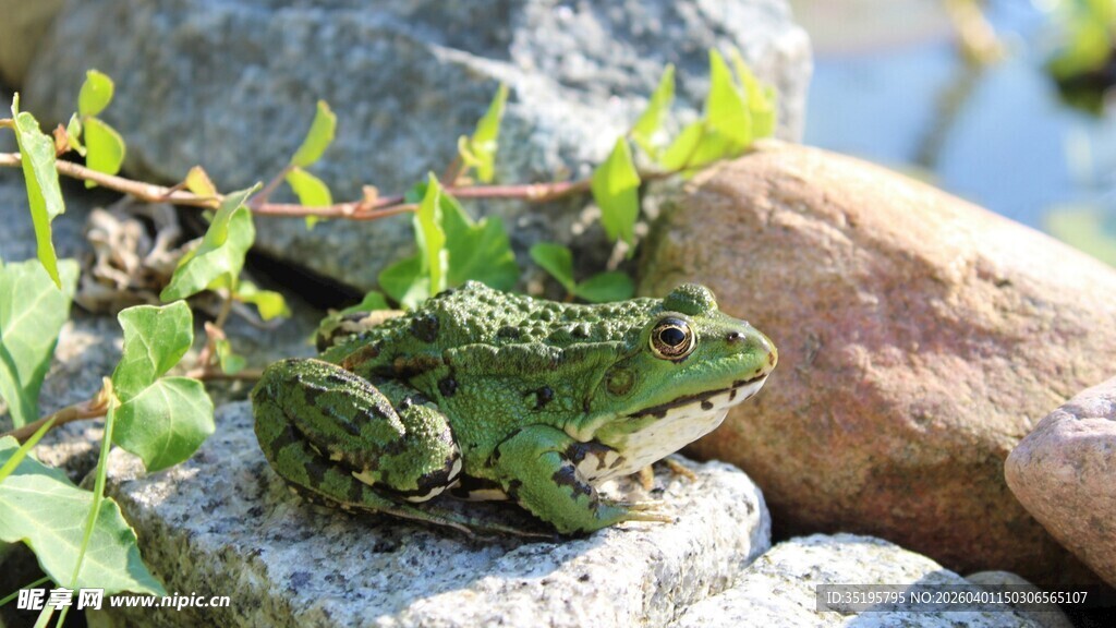 岩石上的绿色青蛙