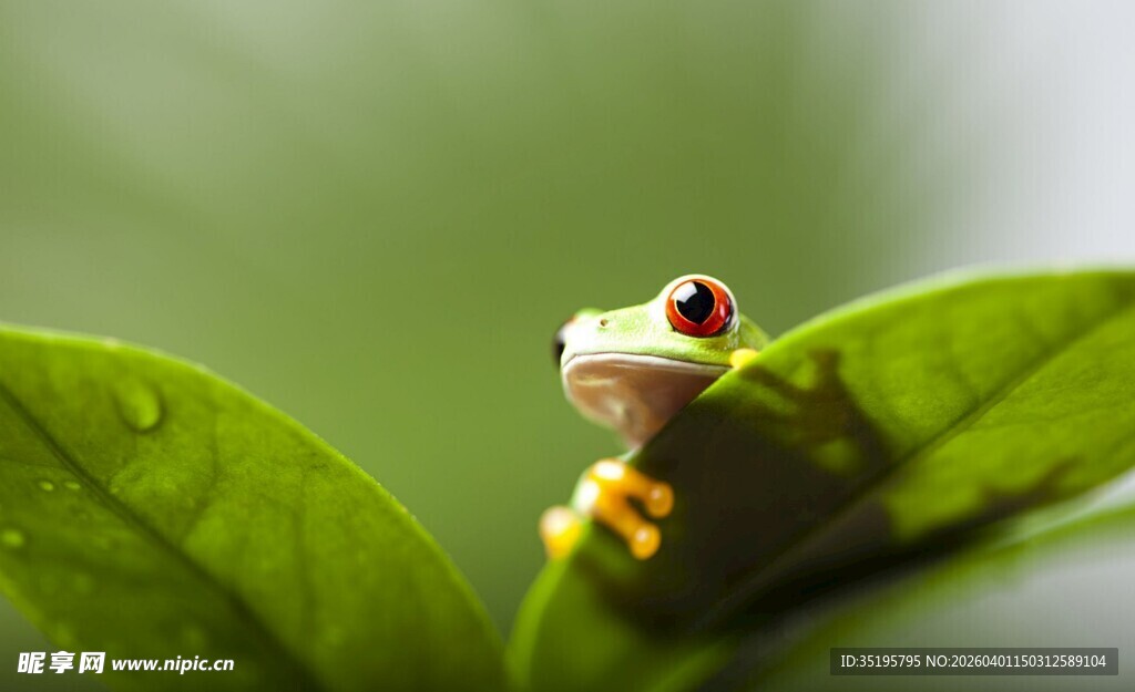 绿叶上的红眼青蛙