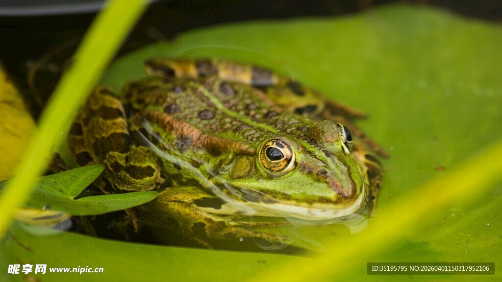 荷叶上的青蛙