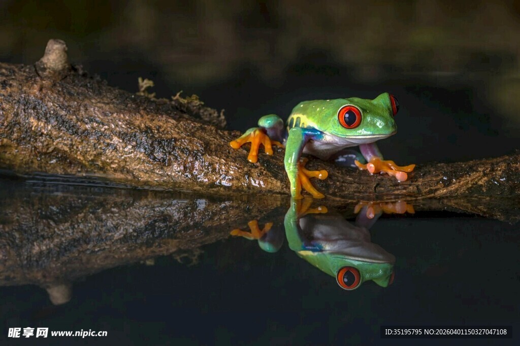 树枝上的多彩青蛙