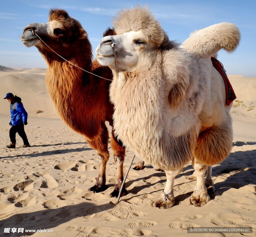 沙漠中的可爱骆驼