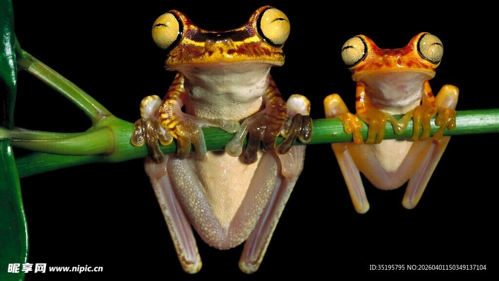 树枝上的两只多彩青蛙