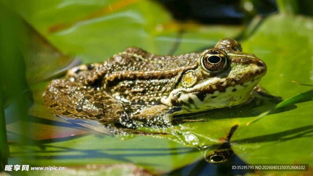 水中青蛙栖息于绿叶间