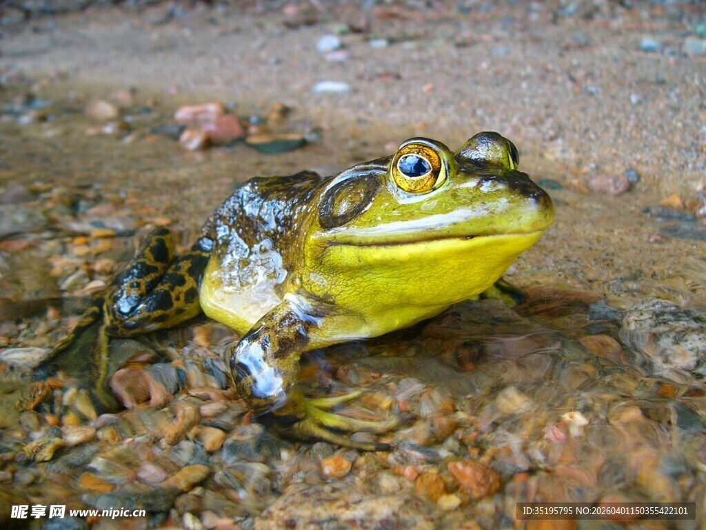 泥地中的黄绿色青蛙